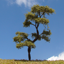 model trees